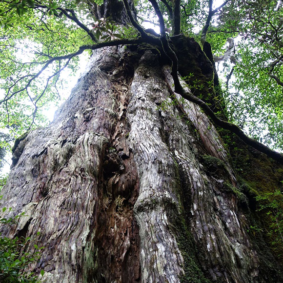樹齢400年の木