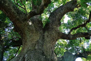 樹齢数百年の巨木
